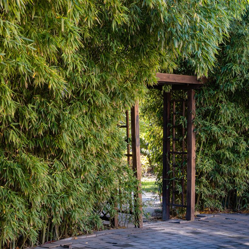 Rauher Gelbrinnen-Bambus - Phyllostachys aureosulcata (Plant habit)