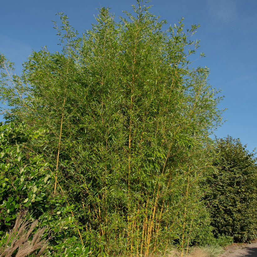 Rauher Gelbrinnen-Bambus Spectabilis - Phyllostachys aureosulcata (Plant habit)