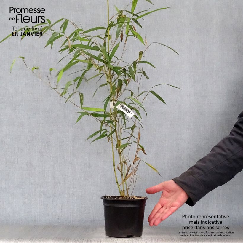 Exemplar von Rauher Gelbrinnen-Bambus Spectabilis - Phyllostachys aureosulcata Topf mit 2L/3L wie im Winter geliefert