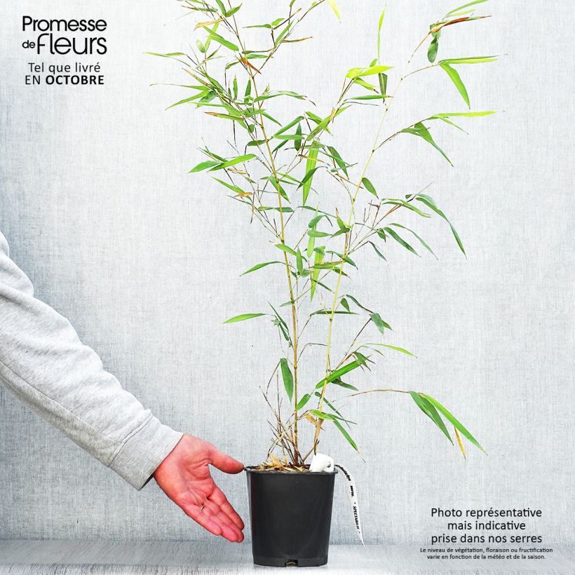 Example of Rauher Gelbrinnen-Bambus Spectabilis - Phyllostachys aureosulcata Topf mit 2L/3L as you get in automne