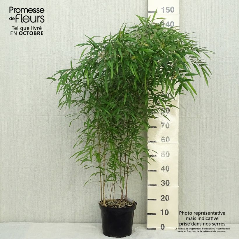 Example of Rauher Gelbrinnen-Bambus Spectabilis - Phyllostachys aureosulcata Topf mit 4L/5L as you get in automne