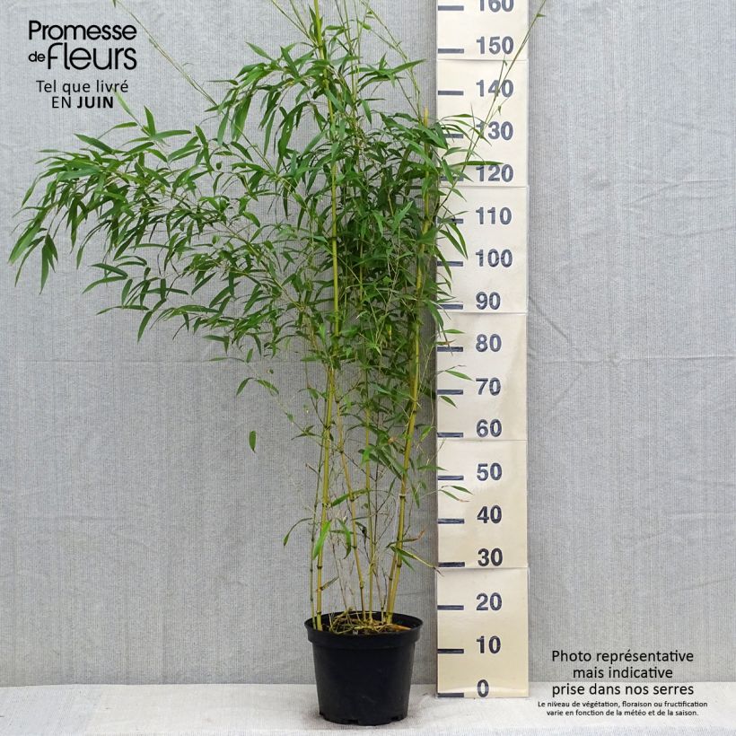 Exemplar von Rauher Gelbrinnen-Bambus Spectabilis - Phyllostachys aureosulcata Topf mit 4L/5L wie im Sommer geliefert