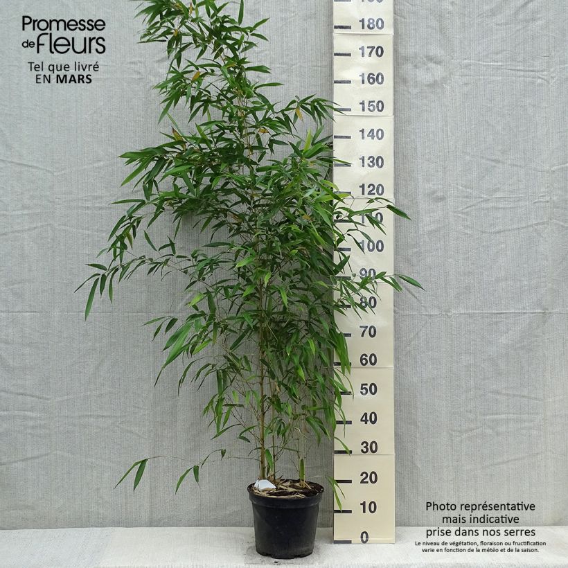 Exemplar von Rauher Gelbrinnen-Bambus Spectabilis - Phyllostachys aureosulcata Topf mit 4L/5L wie im Frühjahr geliefert
