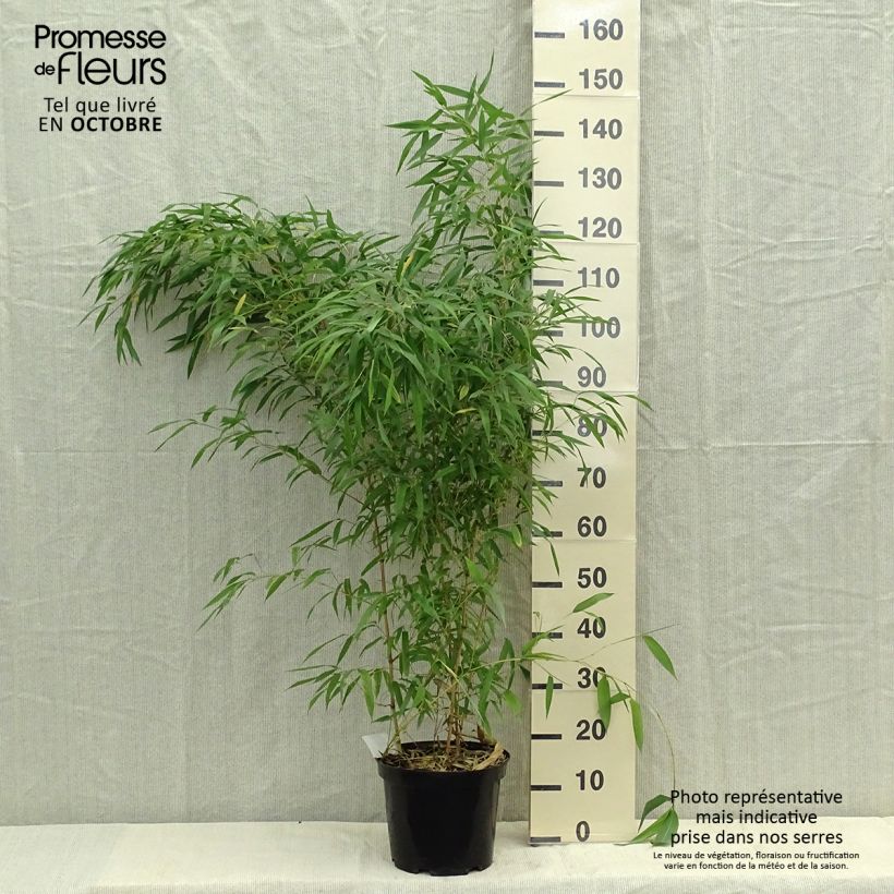 Example of Rauher Gelbrinnen-Bambus Spectabilis - Phyllostachys aureosulcata Topf mit 7,5L/10L as you get in automne