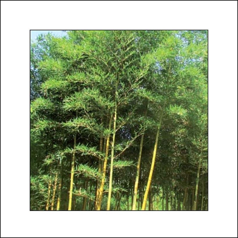 Holzbambus Castillonis - Phyllostachys bambusoides (Plant habit)