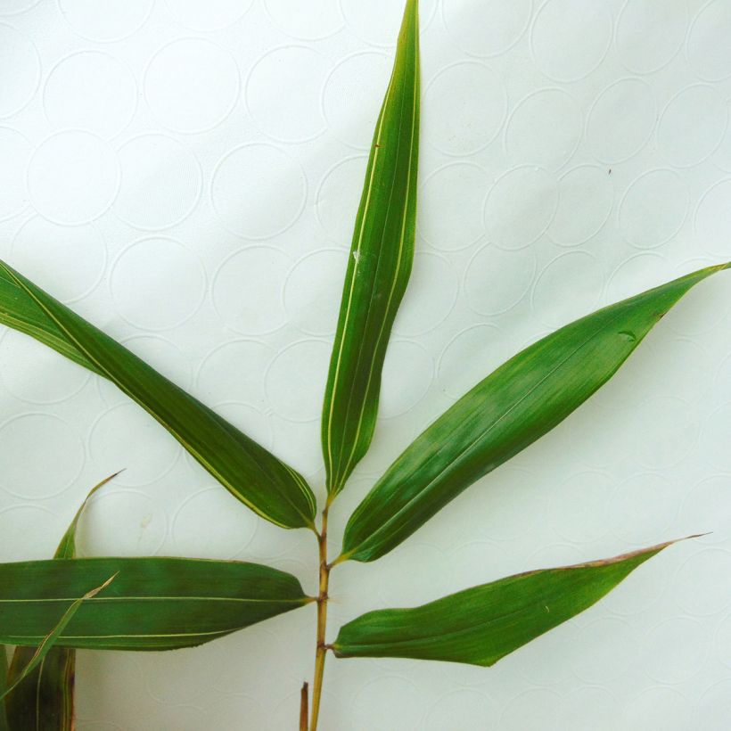 Holzbambus Castillonis - Phyllostachys bambusoides (Foliage)
