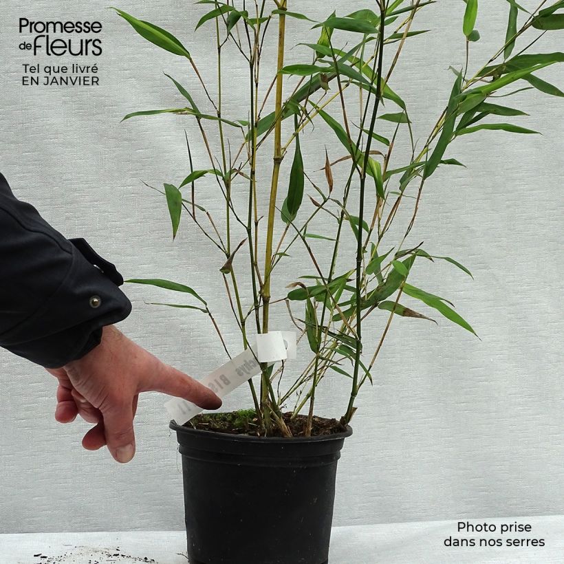 Exemplar von Bisset-Bambus - Phyllostachys bissetii Topf mit 2L/3L wie im Winter geliefert