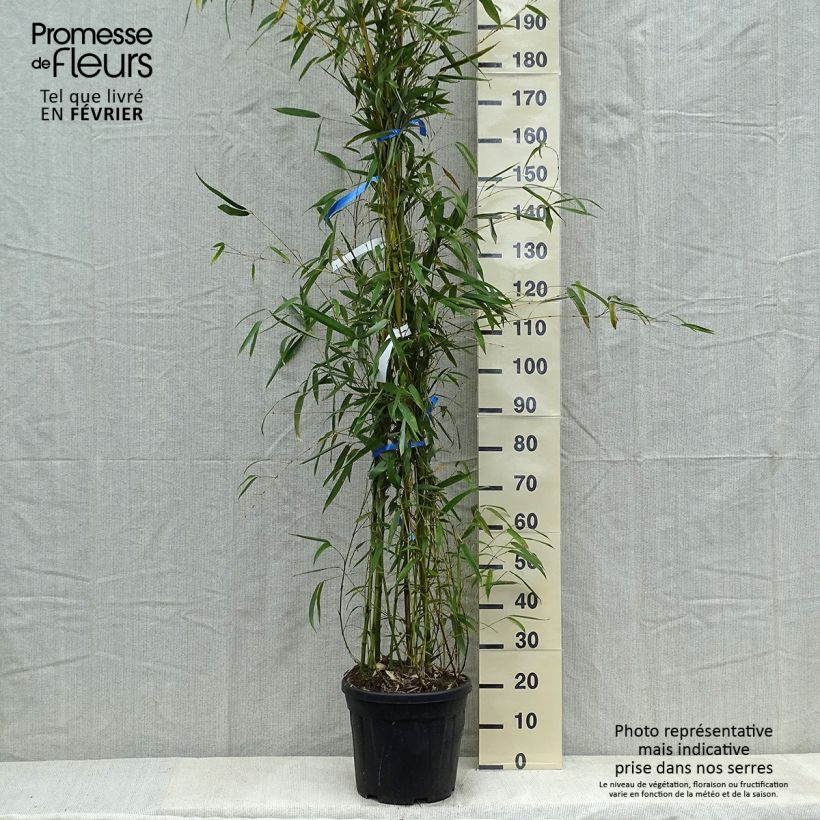 Exemplar von Gebogener Bambus - Phyllostachys flexuosa Topf mit 12L/15L wie im Winter geliefert