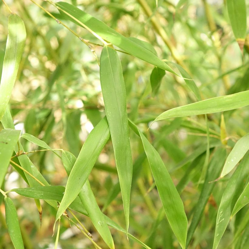 Gebogener Bambus - Phyllostachys flexuosa (Foliage)