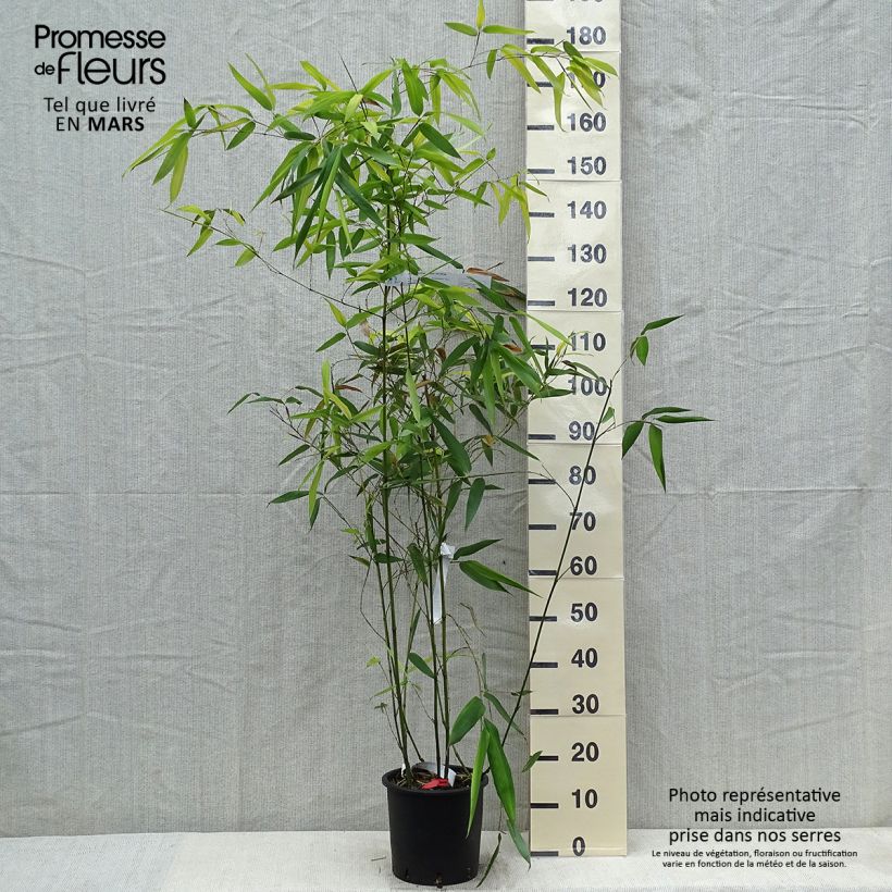 Exemplar von Blauer Bambus - Phyllostachys glauca Topf mit 4L/5L wie im Frühjahr geliefert