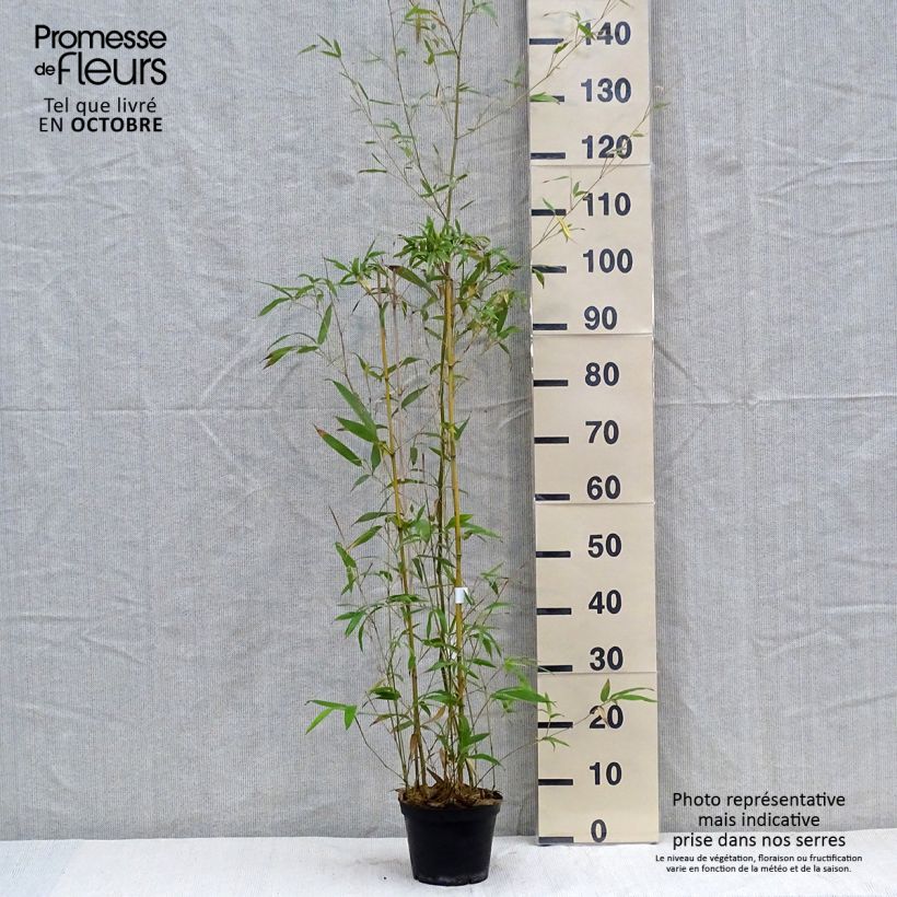 Example of Bronzebambus - Phyllostachys humilis Topf mit 2L/3L as you get in automne