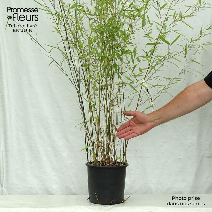 Exemplar von Bronzebambus - Phyllostachys humilis Topf mit 4L/5L wie im Sommer geliefert