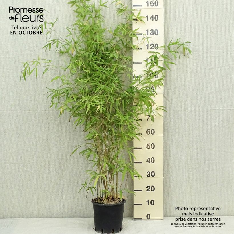 Example of Bronzebambus - Phyllostachys humilis Topf mit 4L/5L as you get in automne