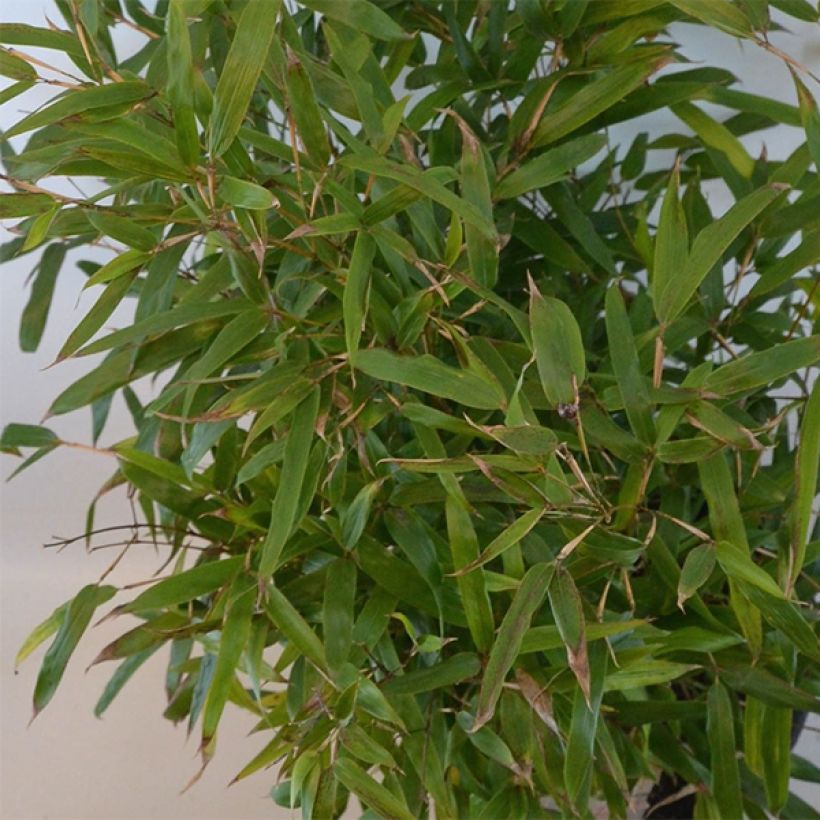 Bronzebambus - Phyllostachys humilis (Foliage)