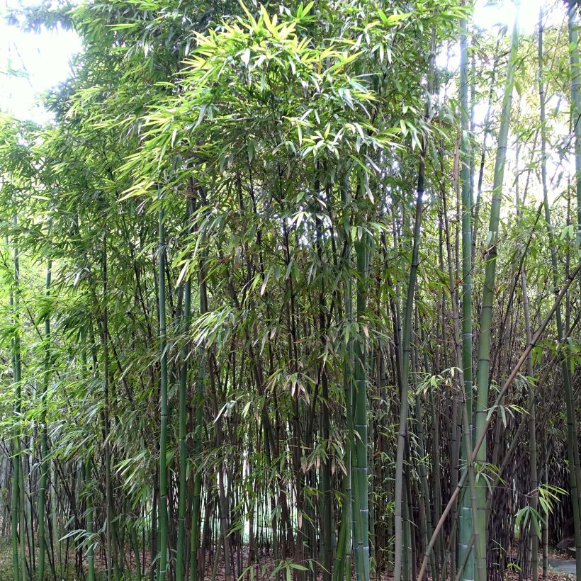 Holzbambus - Phyllostachys iridescens (Plant habit)