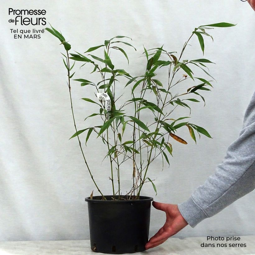 Exemplar von Holzbambus - Phyllostachys iridescens Topf mit 4L/5L wie im Frühjahr geliefert