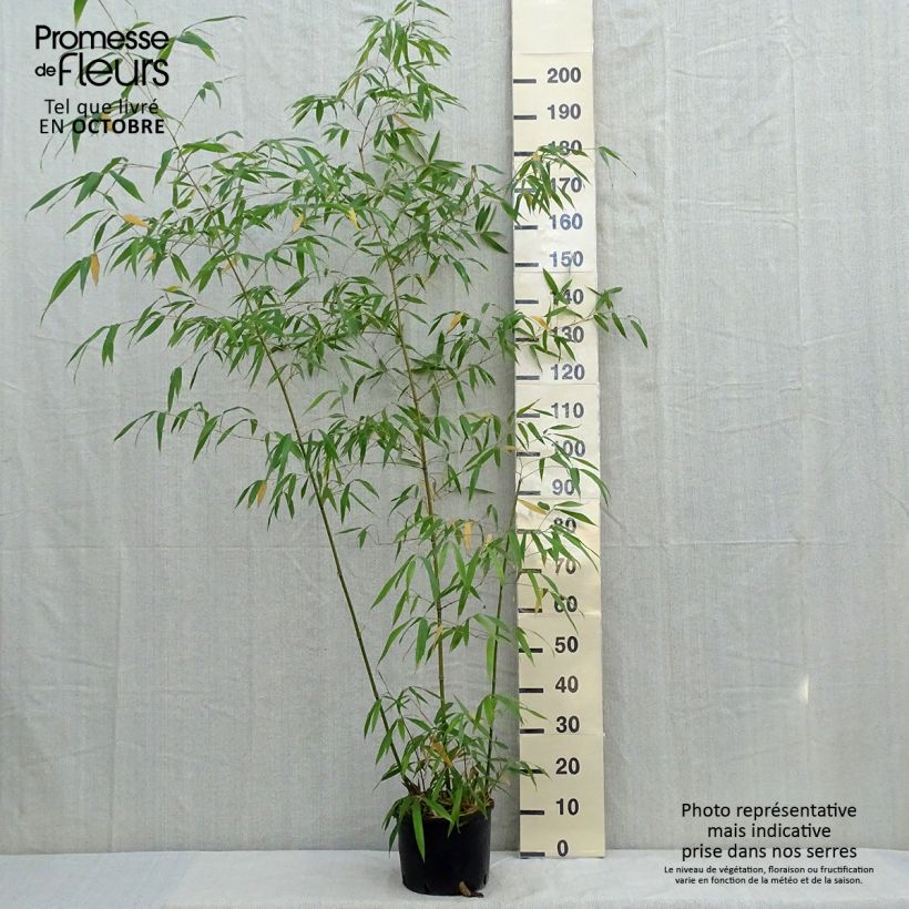 Example of Holzbambus - Phyllostachys iridescens Topf mit 4L/5L as you get in automne