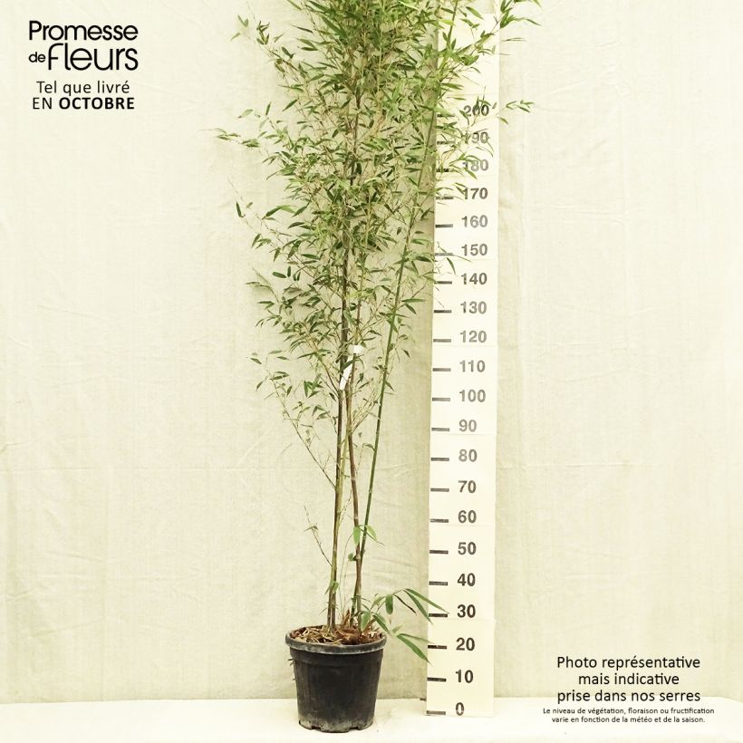 Example of Tigerfleckenbambus Boryana - Phyllostachys nigra Topf mit 12L/15L as you get in automne