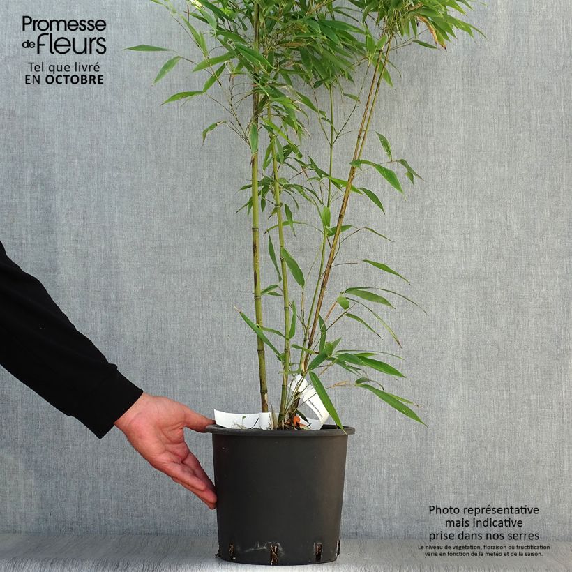 Example of Tigerfleckenbambus Boryana - Phyllostachys nigra Topf mit 4L/5L as you get in automne