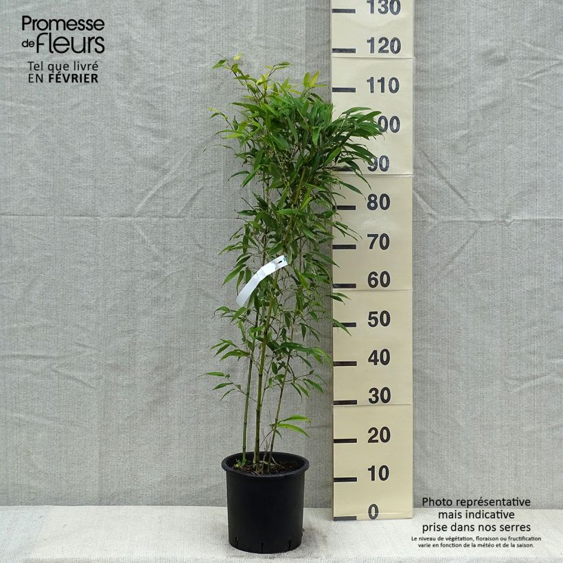 Exemplar von Tigerfleckenbambus Boryana - Phyllostachys nigra Topf mit 4L/5L wie im Winter geliefert