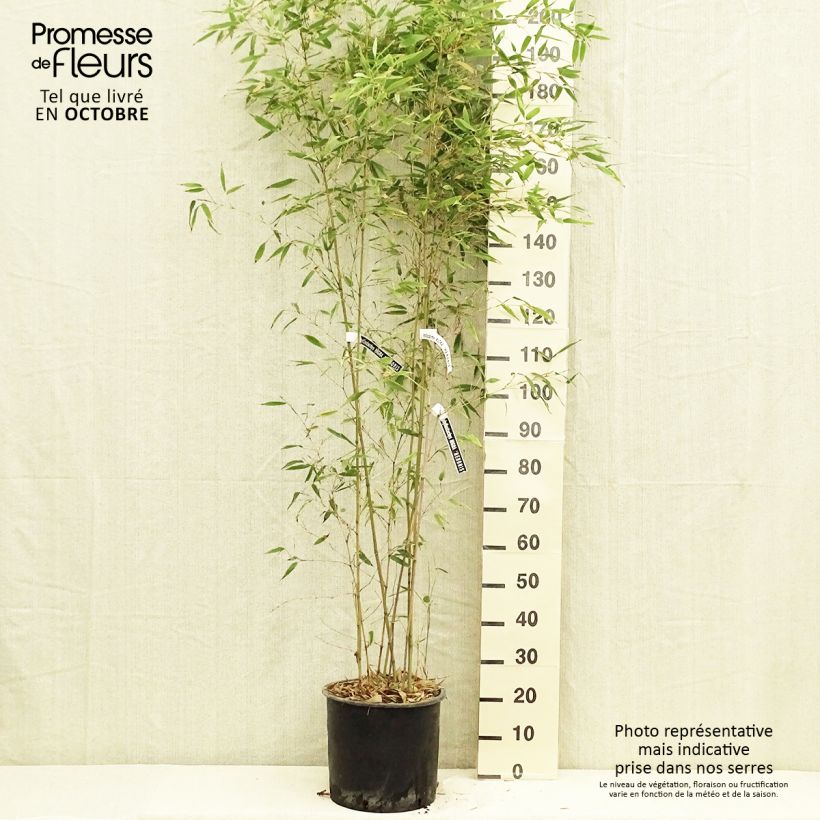 Example of Schwarzer Bambus Henonis - Phyllostachys nigra Topf mit 12L/15L as you get in automne
