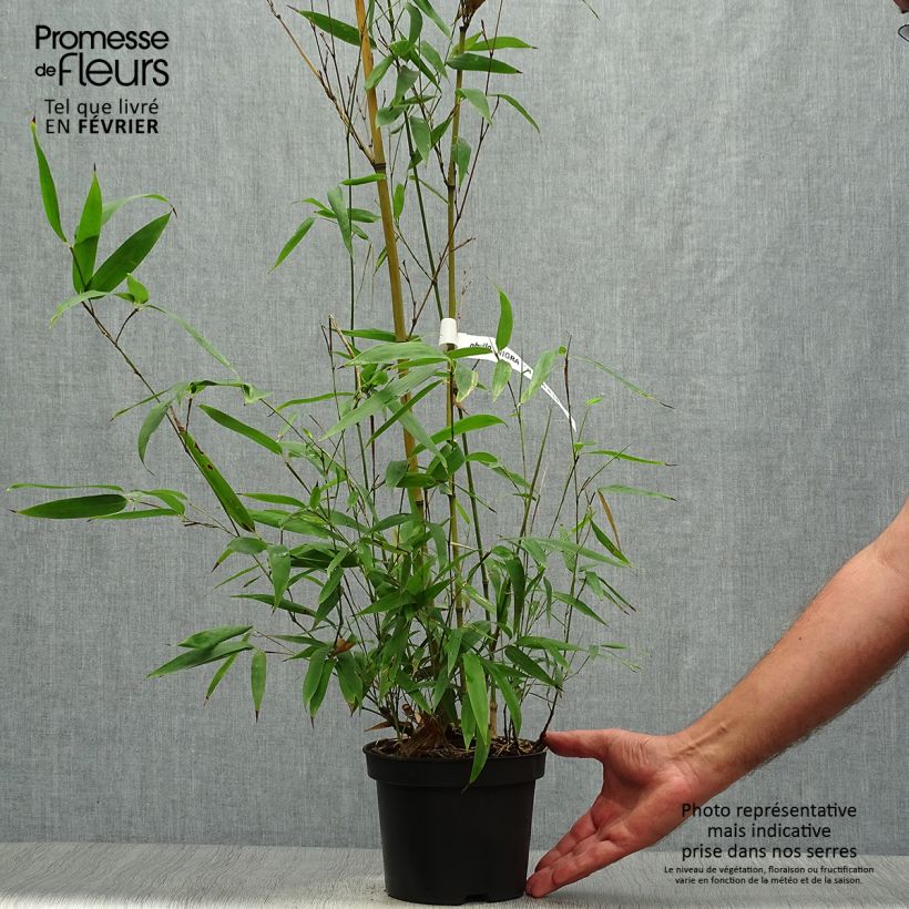 Example of Schwarzer Bambus Henonis - Phyllostachys nigra Topf mit 2L/3L as you get in automne