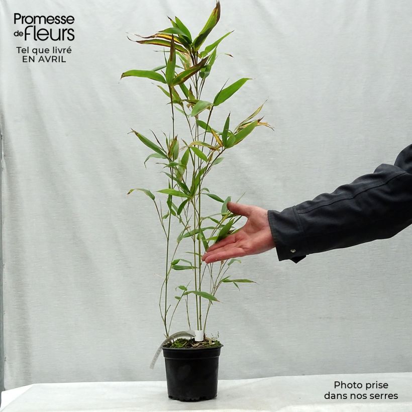 Exemplar von Schwarzer Bambus Henonis - Phyllostachys nigra Topf mit 2L/3L wie im Frühjahr geliefert