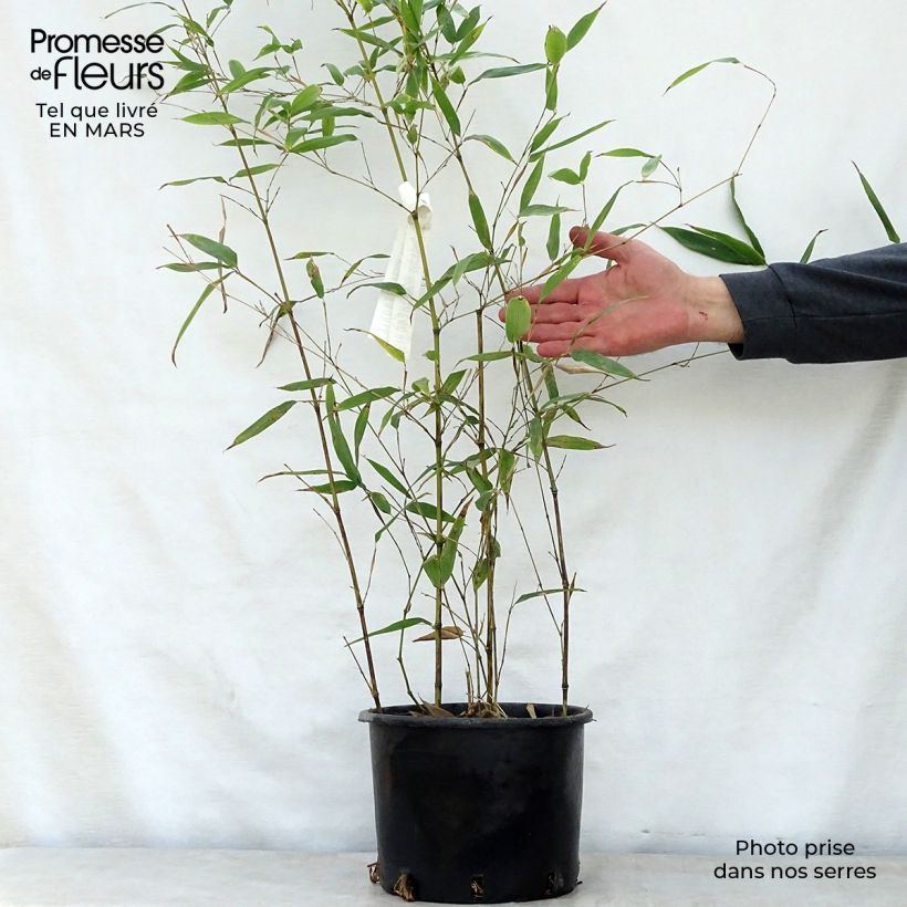 Exemplar von Schwarzer Bambus Henonis - Phyllostachys nigra Topf mit 4L/5L wie im Frühjahr geliefert