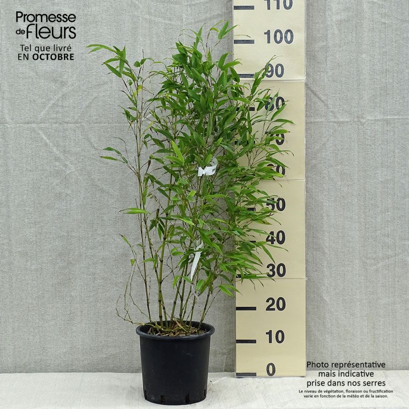 Example of Schwarzer Bambus Henonis - Phyllostachys nigra Topf mit 4L/5L as you get in automne