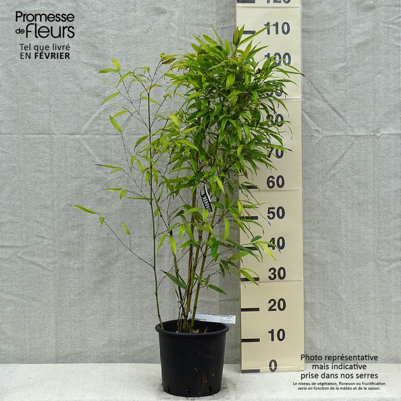 Exemplar von Schwarzer Bambus Henonis - Phyllostachys nigra Topf mit 4L/5L wie im Winter geliefert