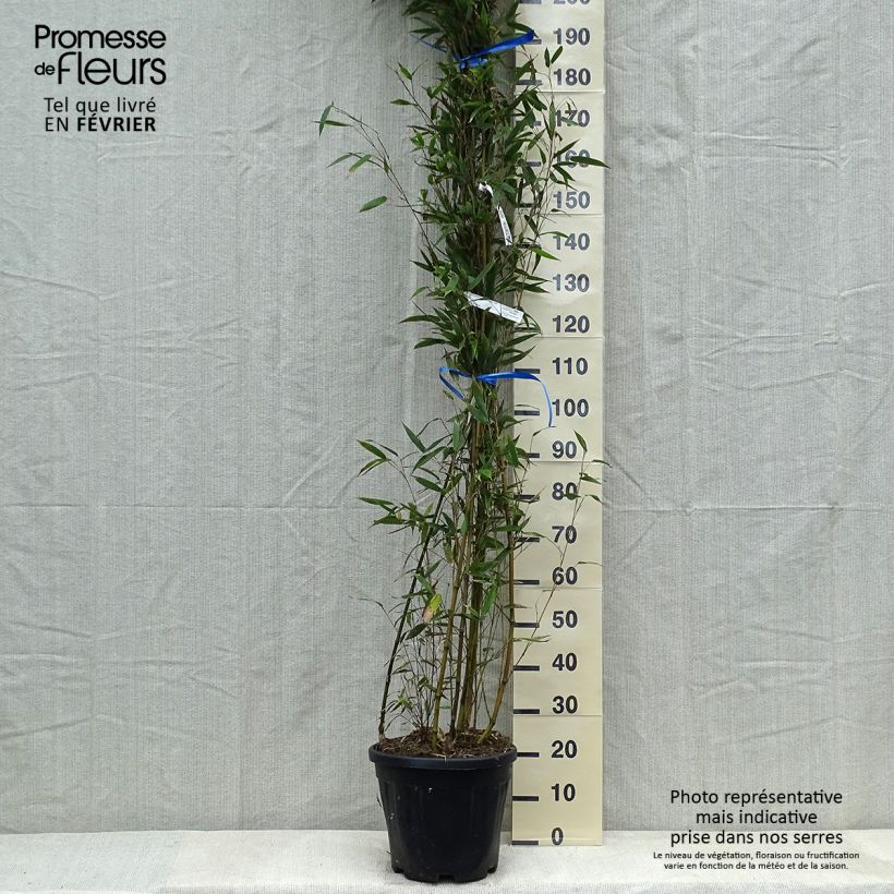 Example of Schwarzer Bambus Megurochiku - Phyllostachys nigra Topf mit 12L/15L as you get in hiver