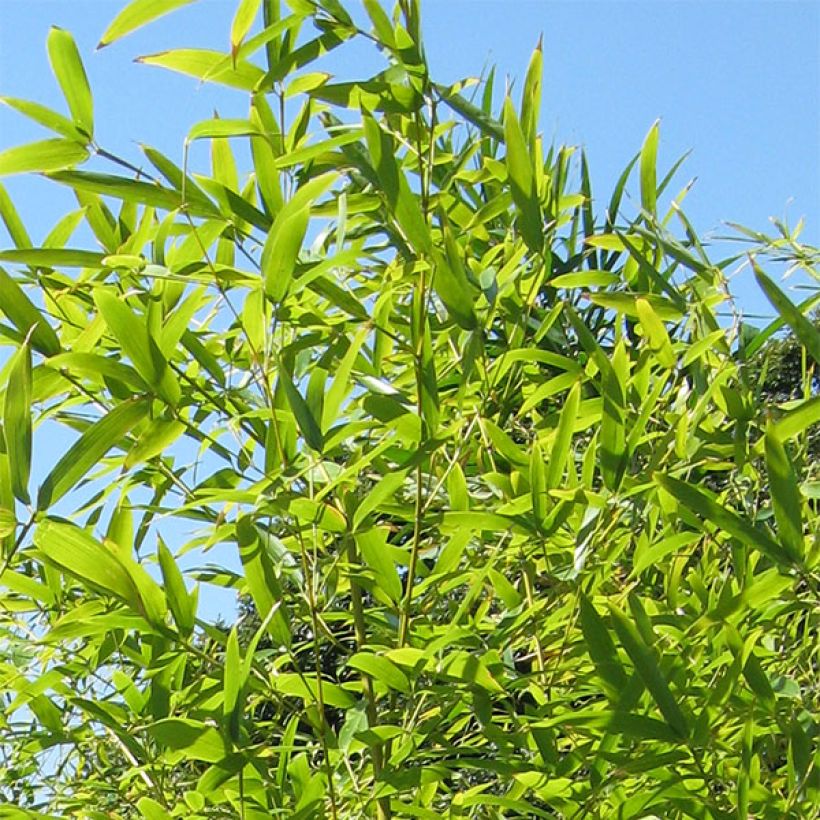 Schwarzer Bambus Henonis - Phyllostachys nigra (Foliage)
