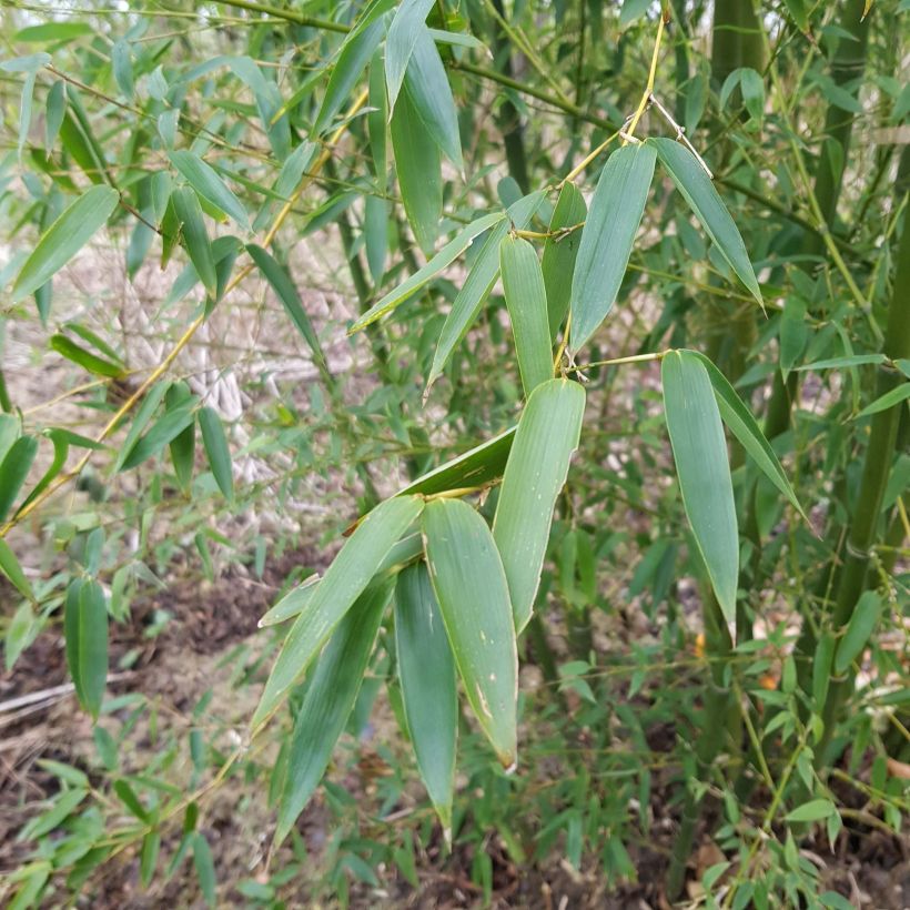 Kleinblütiger Bambus - Phyllostachys parviflora (Foliage)