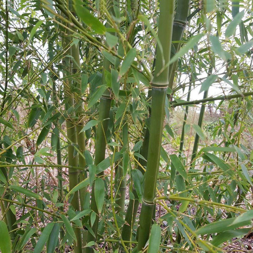 Kleinblütiger Bambus - Phyllostachys parviflora (Plant habit)