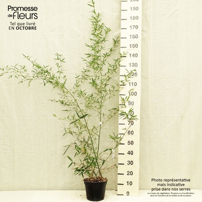 Example of Kleinblütiger Bambus - Phyllostachys parviflora Topf mit 4L/5L as you get in automne
