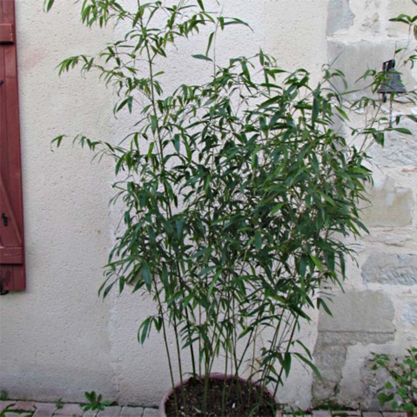 Rotrand-Bambus - Phyllostachys rubromarginata (Foliage)