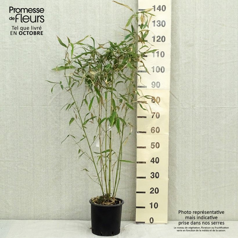 Example of Rotrand-Bambus - Phyllostachys rubromarginata Topf mit 4L/5L as you get in automne