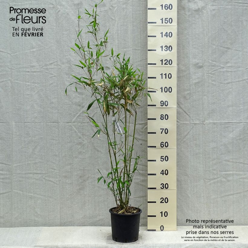 Exemplar von Rotrand-Bambus - Phyllostachys rubromarginata Topf mit 4L/5L wie im Winter geliefert