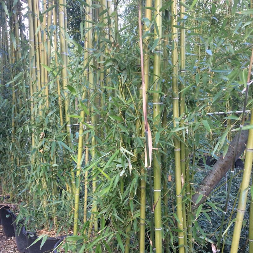 Grünblau-Bambus - Phyllostachys viridiglaucescens (Foliage)