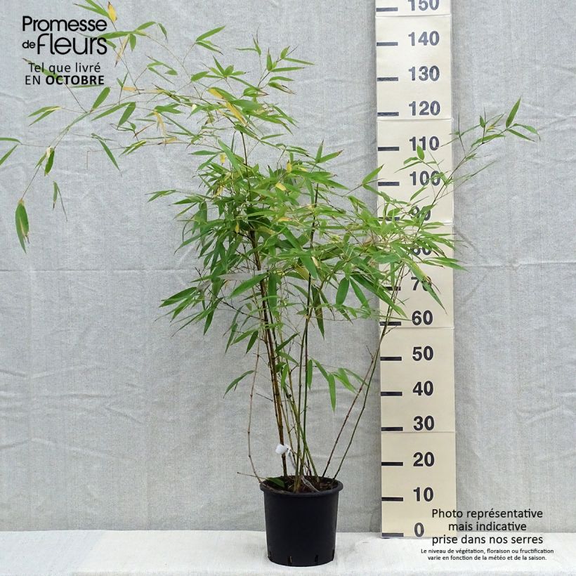 Example of Grünblau-Bambus - Phyllostachys viridiglaucescens Topf mit 4L/5L as you get in automne