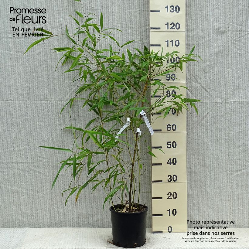 Exemplar von Grünblau-Bambus - Phyllostachys viridiglaucescens Topf mit 4L/5L wie im Winter geliefert