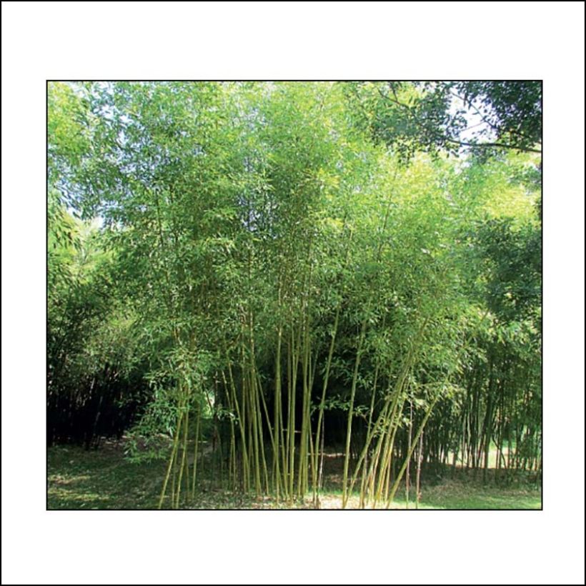 Gelber Furchen Bambus Sulphurea - Phyllostachys viridis (Plant habit)