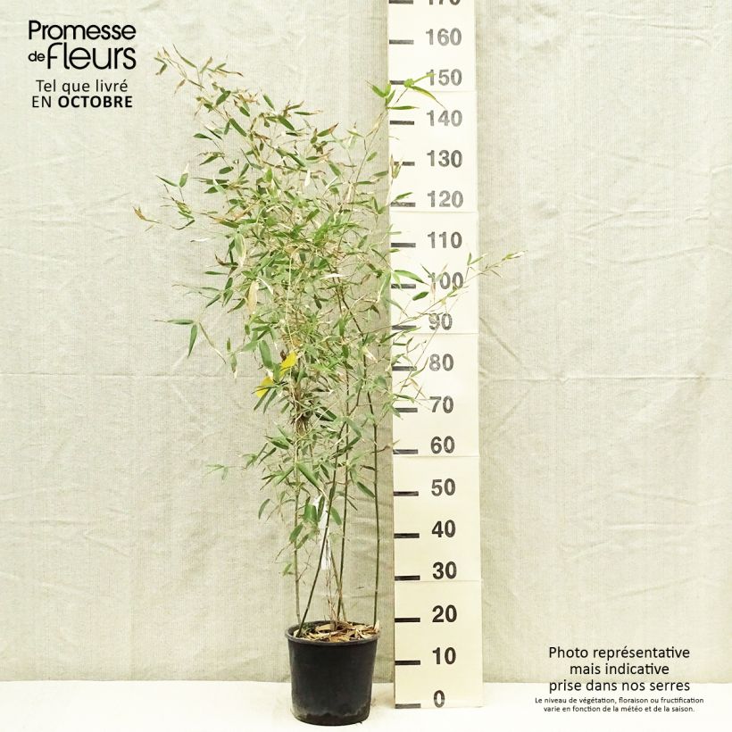 Example of Gelber Furchen Bambus Sulphurea - Phyllostachys viridis Topf mit 2L/3L as you get in automne
