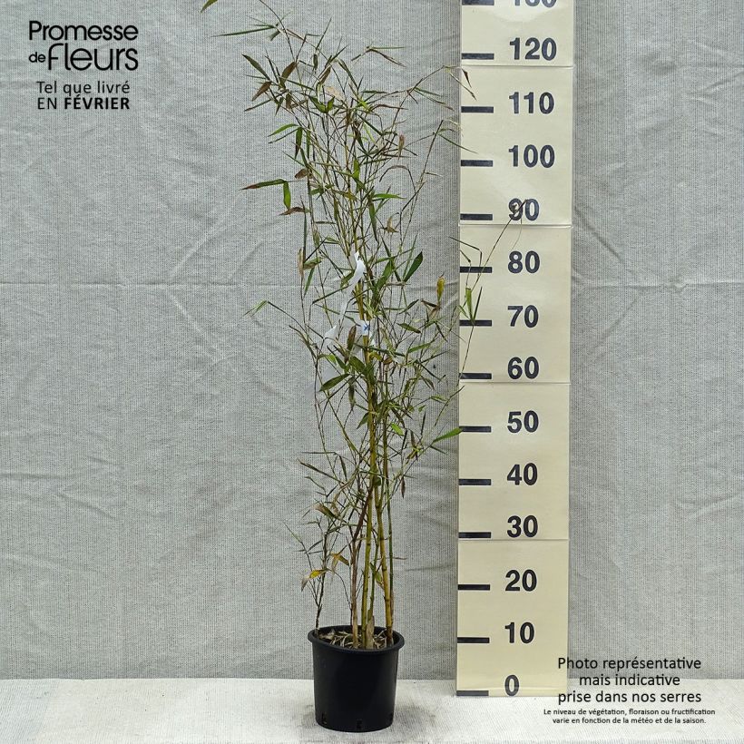 Exemplar von Gelber Furchen Bambus Sulphurea - Phyllostachys viridis Topf mit 2L/3L wie im Winter geliefert