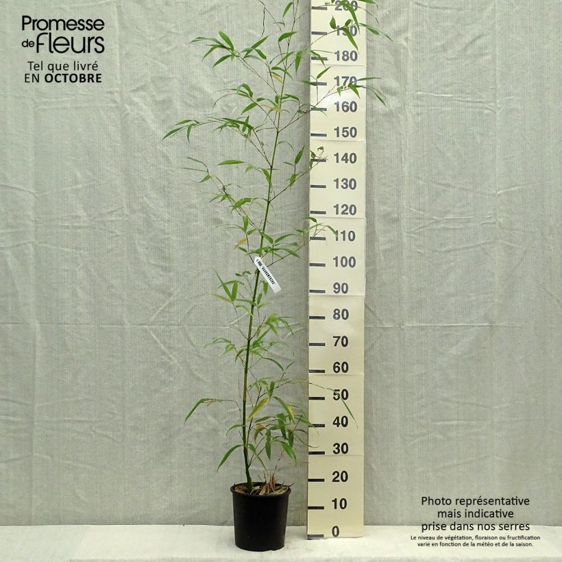 Example of Gelber Furchen Bambus Aureocaulis - Phyllostachys vivax Topf mit 4L/5L as you get in automne