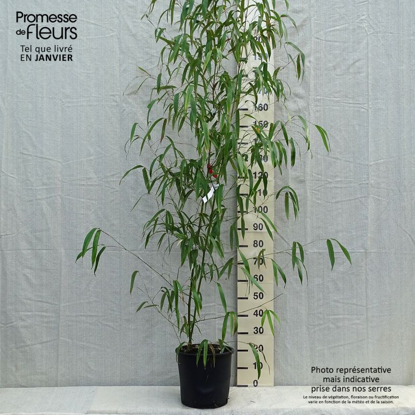 Exemplar von Gelber Furchen Bambus Huangwenzhu - Phyllostachys vivax Topf mit 12L/15L wie im Winter geliefert
