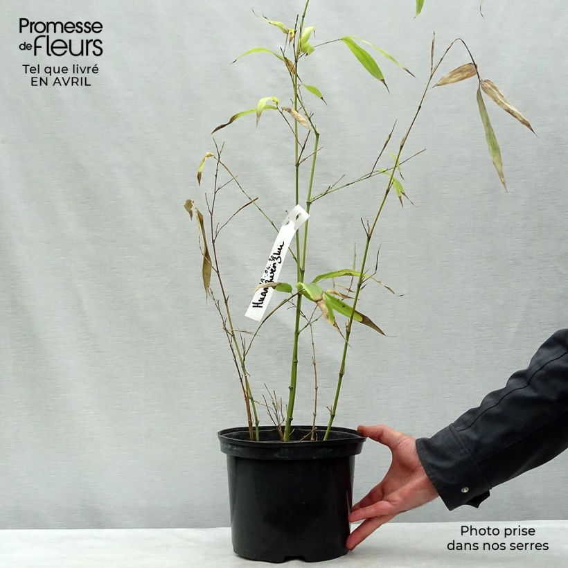 Exemplar von Gelber Furchen Bambus Huangwenzhu - Phyllostachys vivax Topf mit 4L/5L wie im Frühjahr geliefert