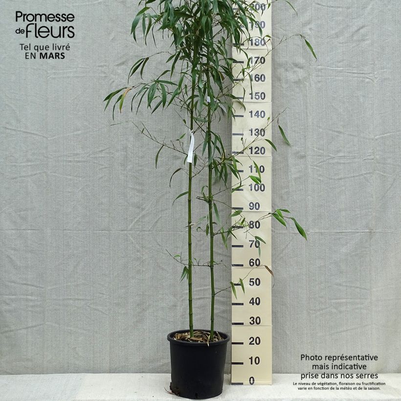 Exemplar von Gelber Furchen Bambus MacClure - Phyllostachys vivax Topf mit 12L/15L wie im Frühjahr geliefert