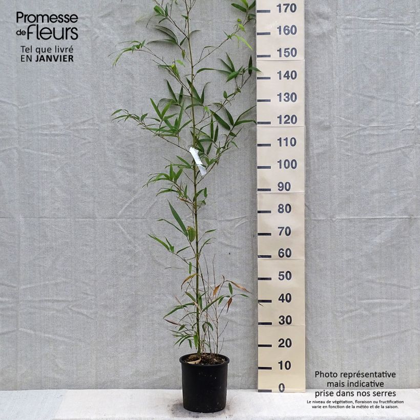 Exemplar von Gelber Furchen Bambus MacClure - Phyllostachys vivax Topf mit 4L/5L wie im Winter geliefert