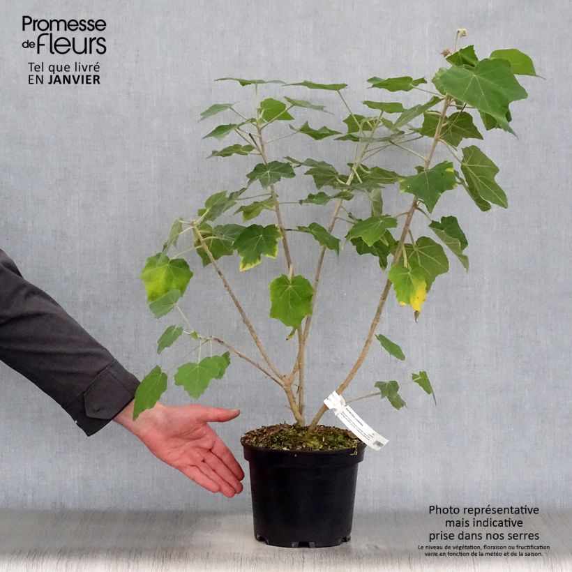 Exemplar von Phymosia umbellata Topf mit 4L/5L wie im Winter geliefert